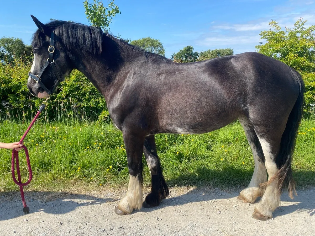 4 year old cob - Image 1