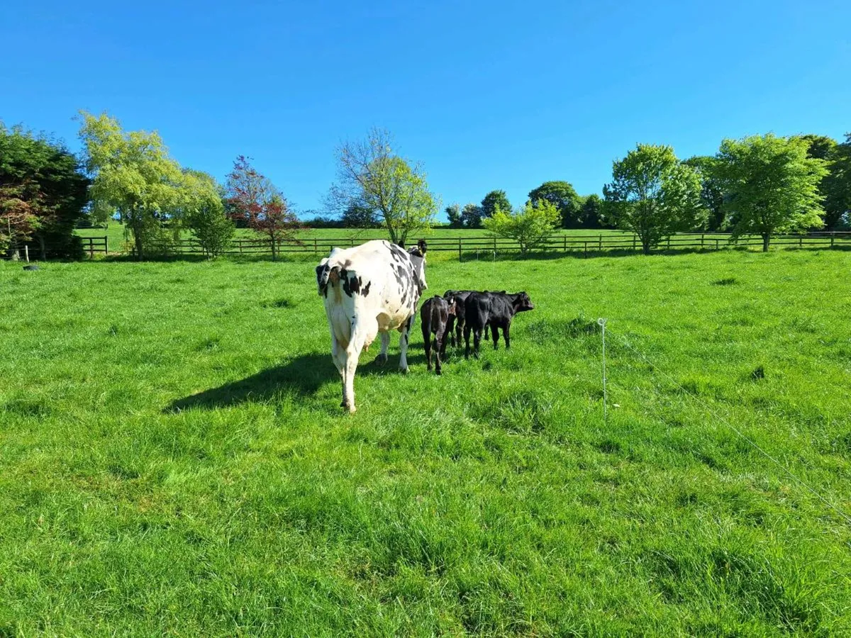 Friesian cow with 3 Angus calves - Image 2