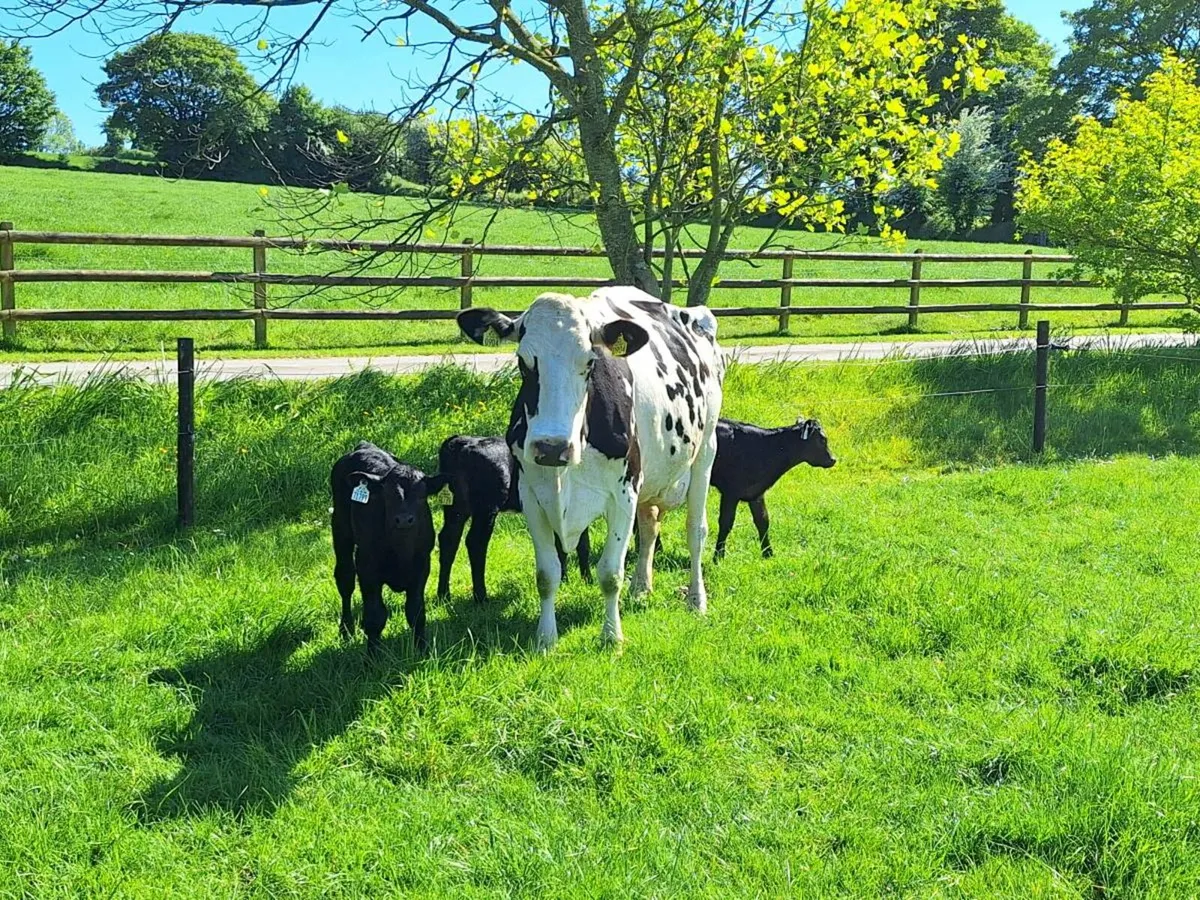 Friesian cow with 3 Angus calves - Image 1