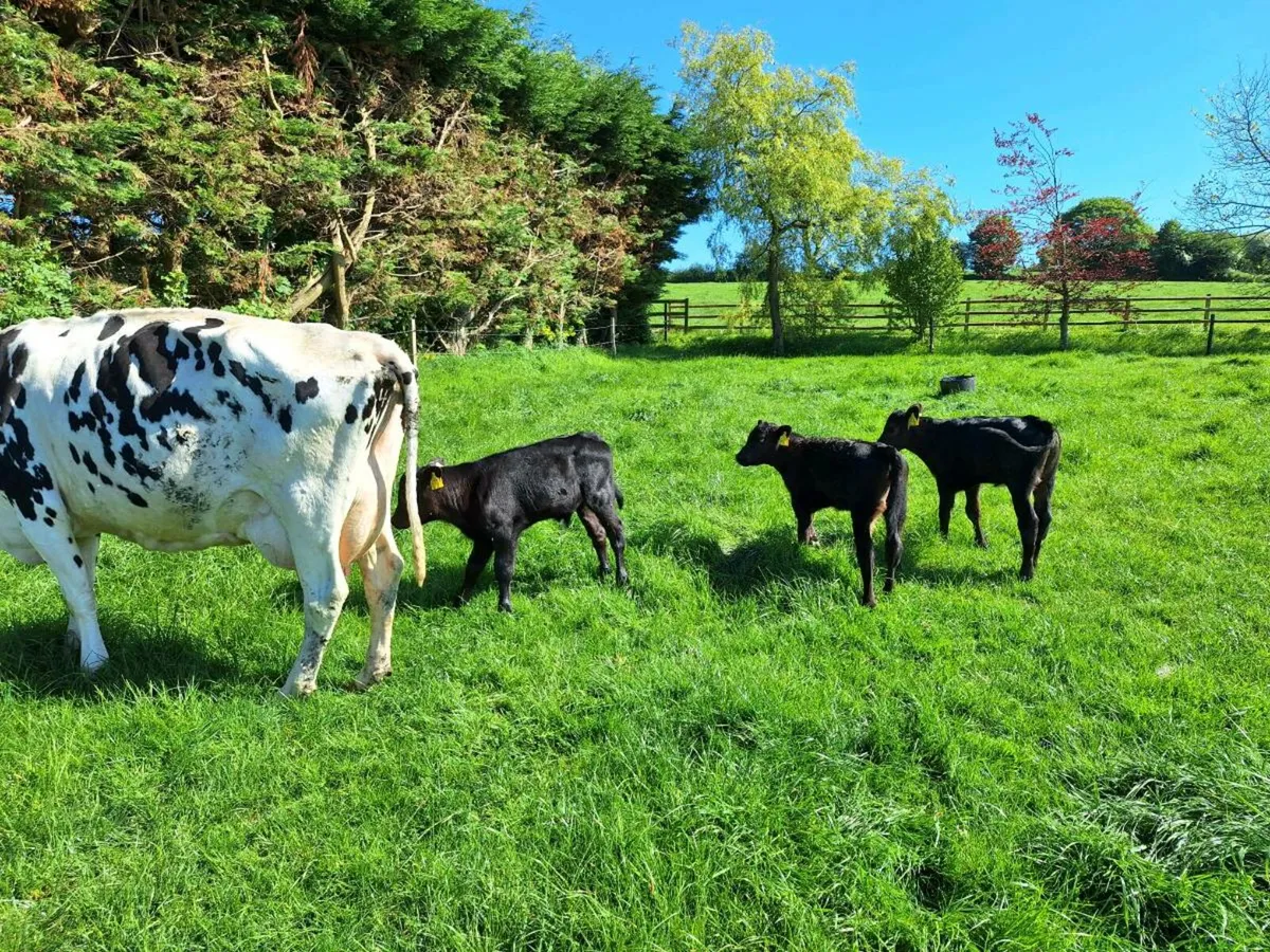 Friesian cow with 3 Angus calves - Image 3