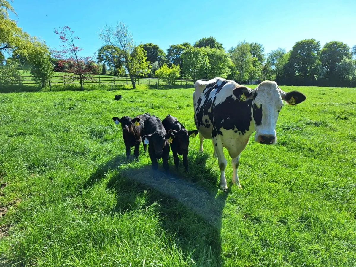 Friesian cow with 3 Angus calves - Image 4