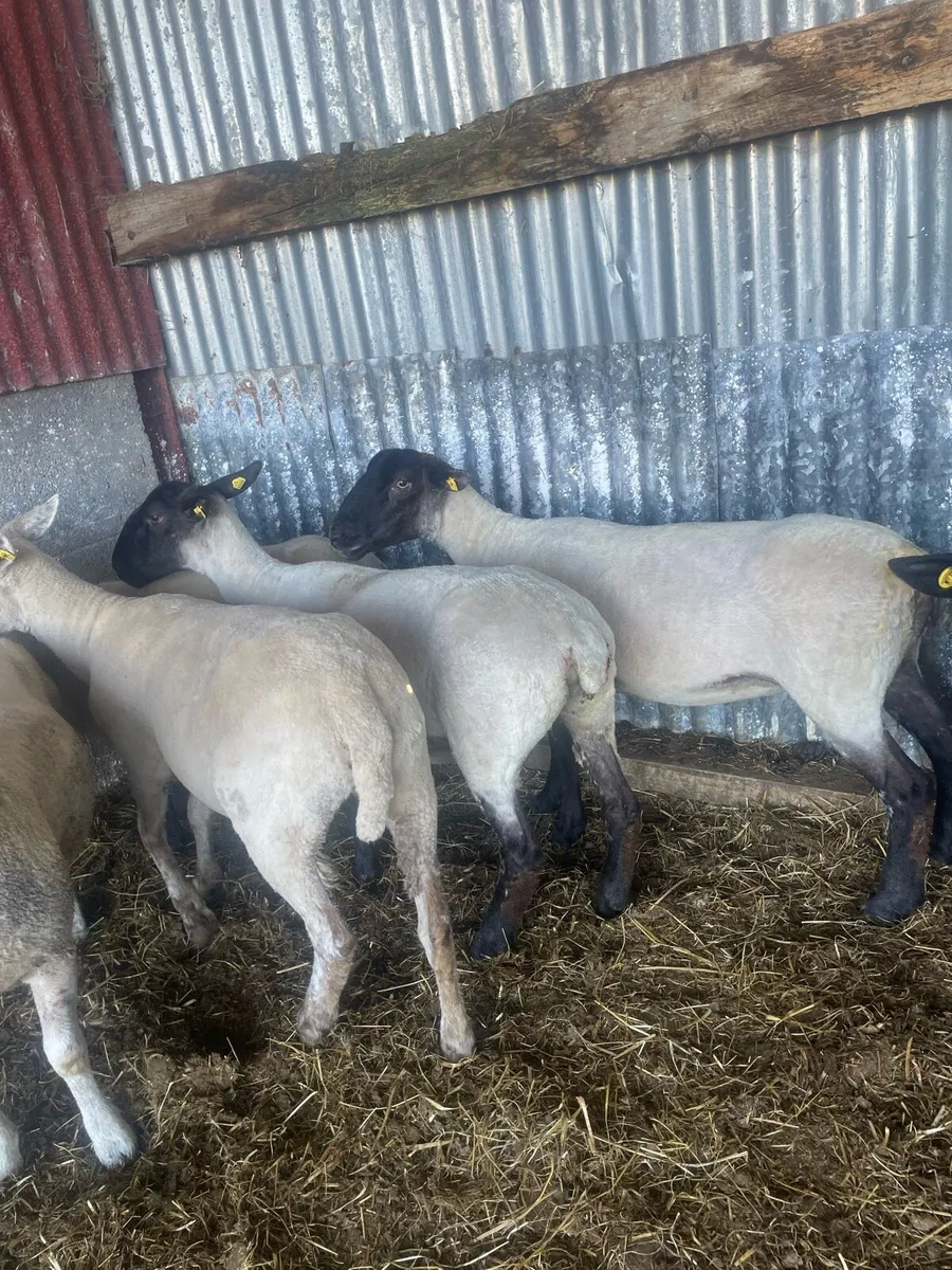 YOUNG BREEDING EWES - Image 1