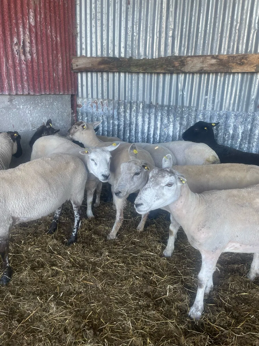 YOUNG BREEDING EWES - Image 2