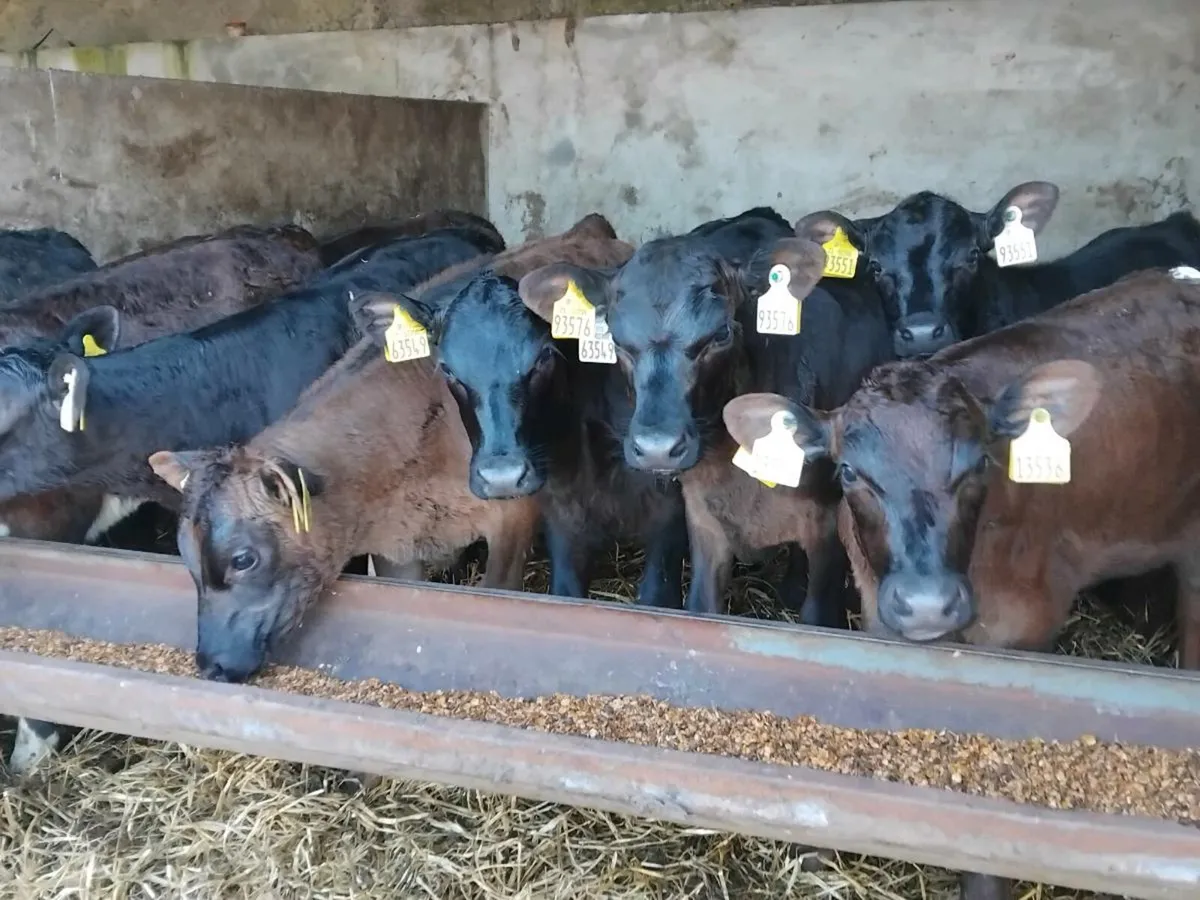 10  Reared Angus Heifer Calves - Image 3