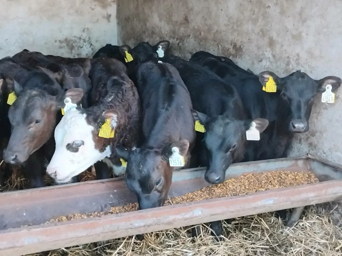 10  Reared Angus Heifer Calves - Image 2