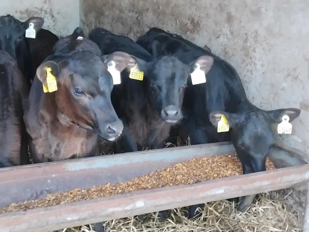 10  Reared Angus Heifer Calves - Image 4