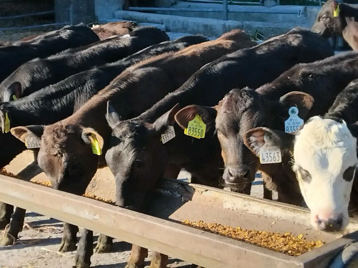 10  Reared Angus Heifer Calves - Image 1