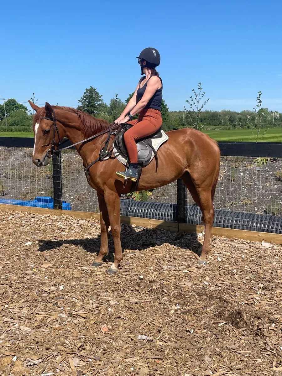 Horse - Image 1