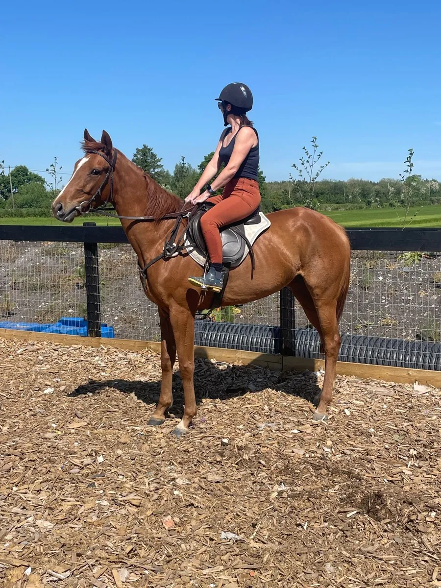 Horse - Image 2