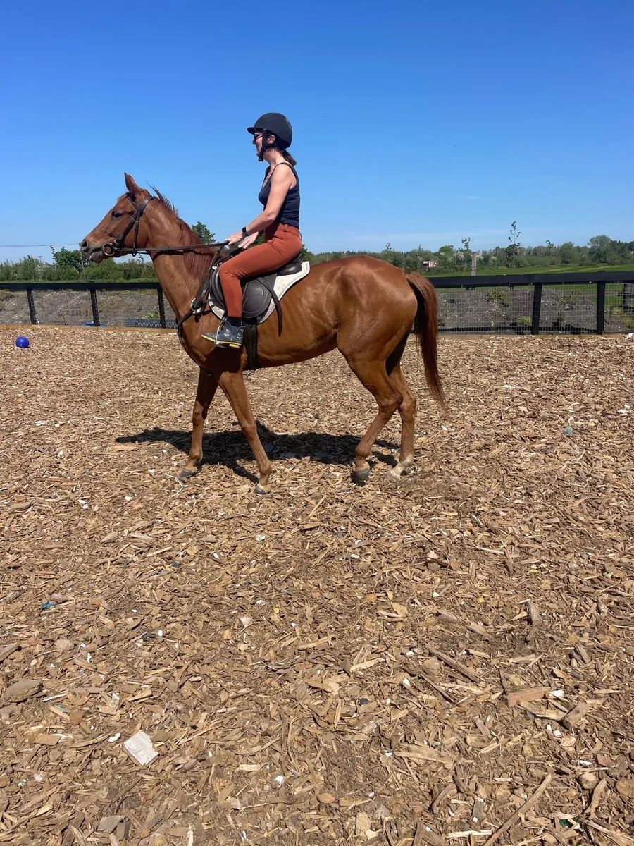 Horse - Image 4