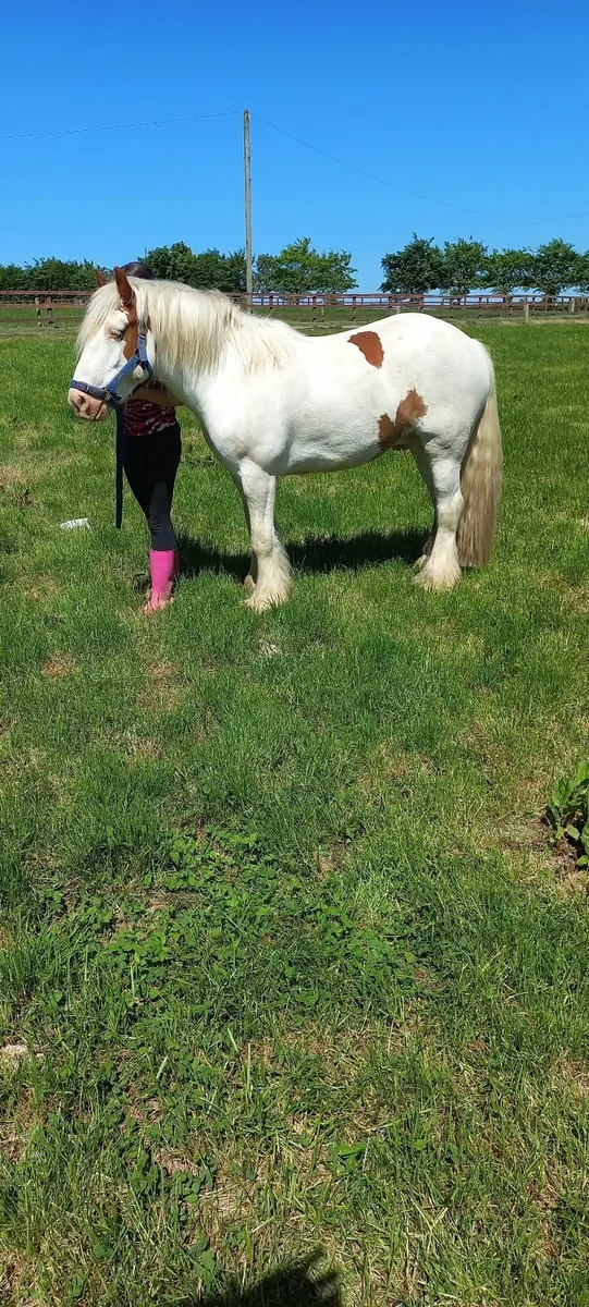 Horse - Image 1