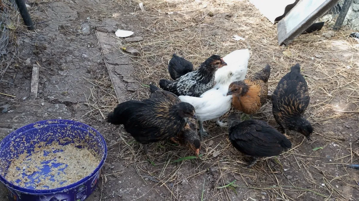 One Week Old Chicks & 5 week old Chicks - Image 4