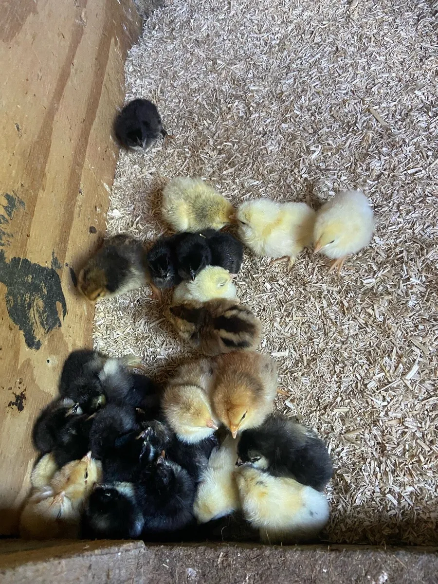 Chicks - Image 4