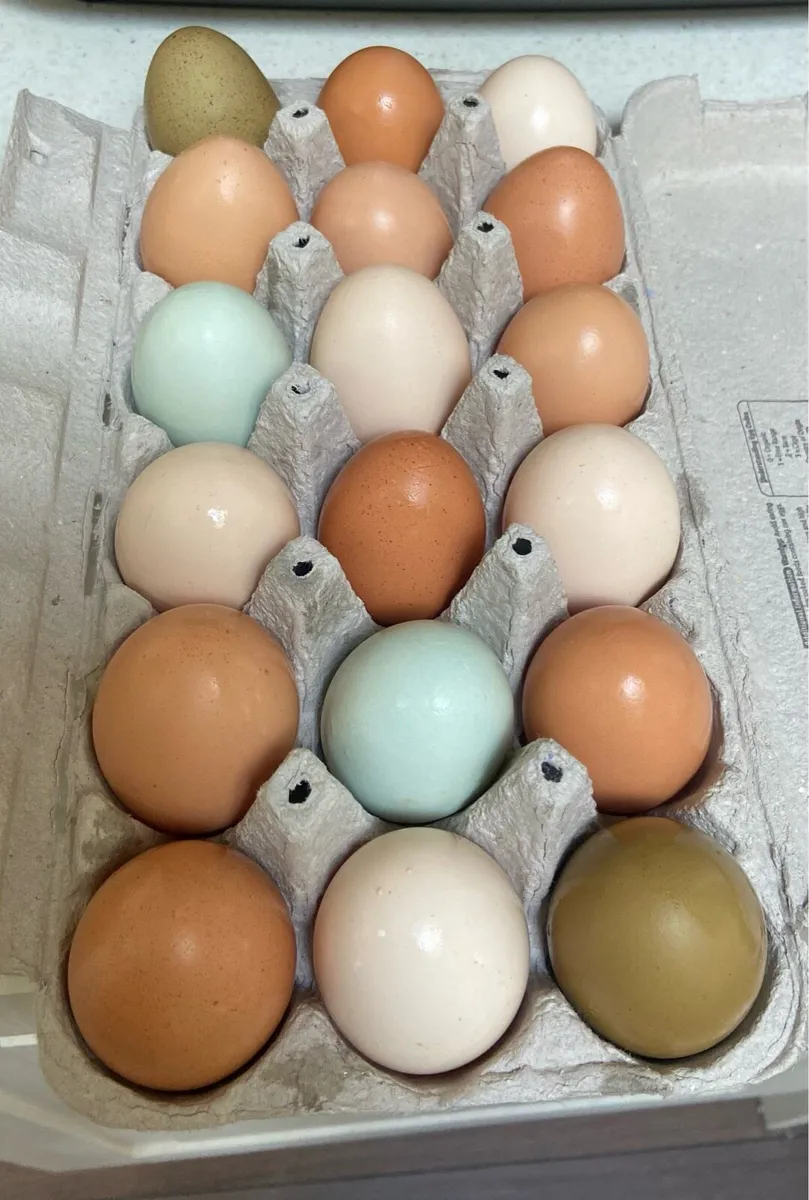 Hatching eggs - Image 1