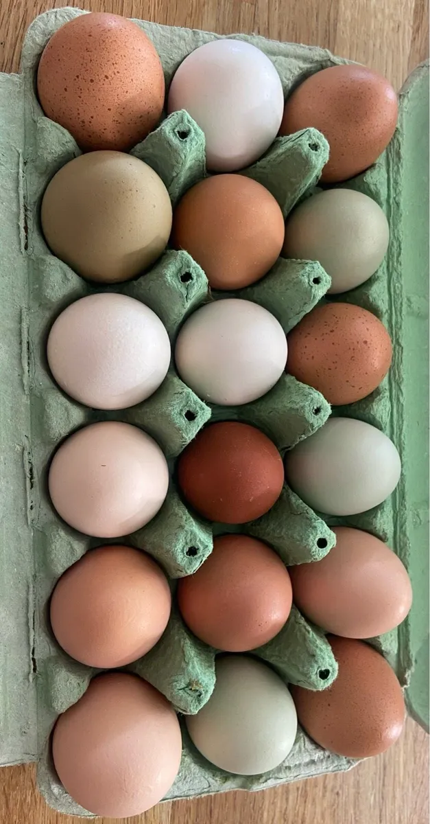 Hatching eggs - Image 2