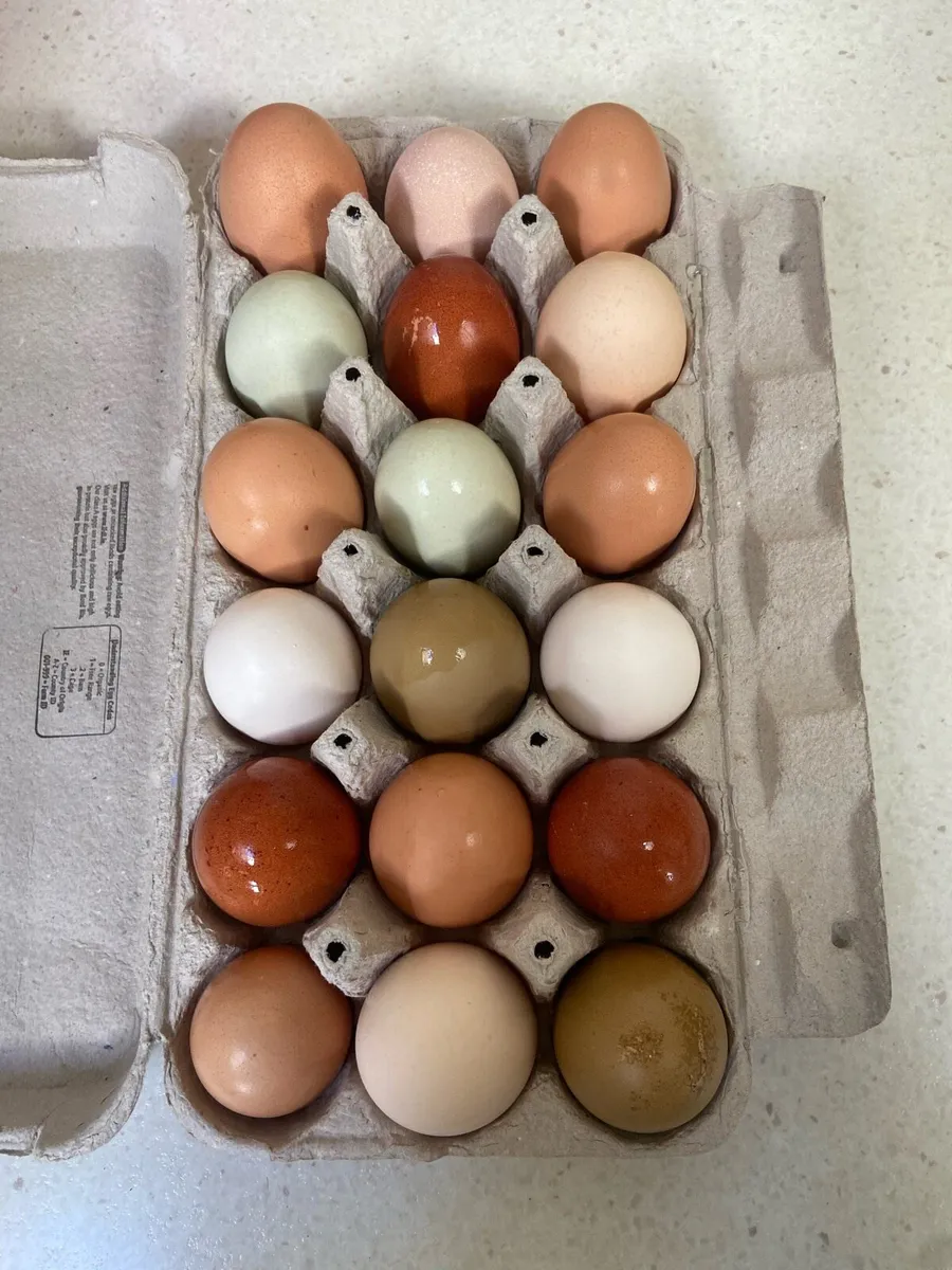 Hatching eggs - Image 3