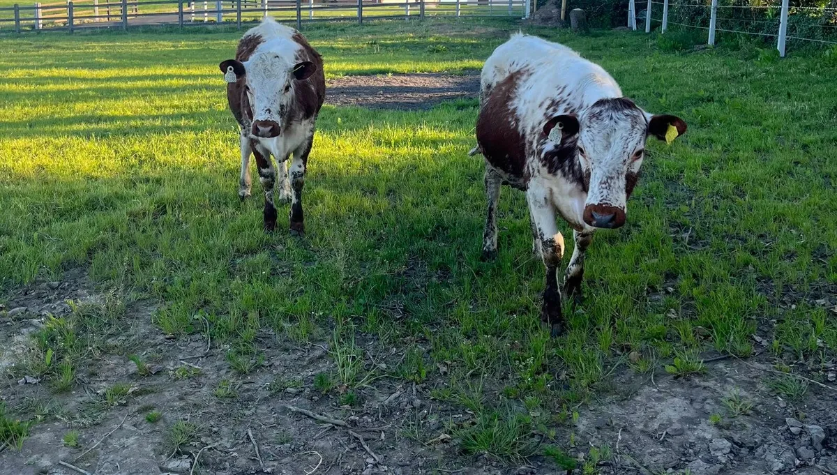 Irish Moil Heifers - Image 1