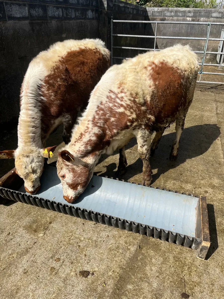Irish Moil Heifers - Image 2