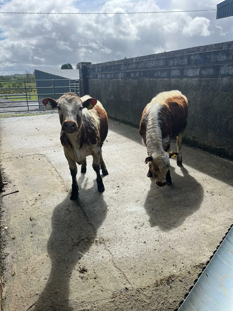 Irish Moil Heifers - Image 3