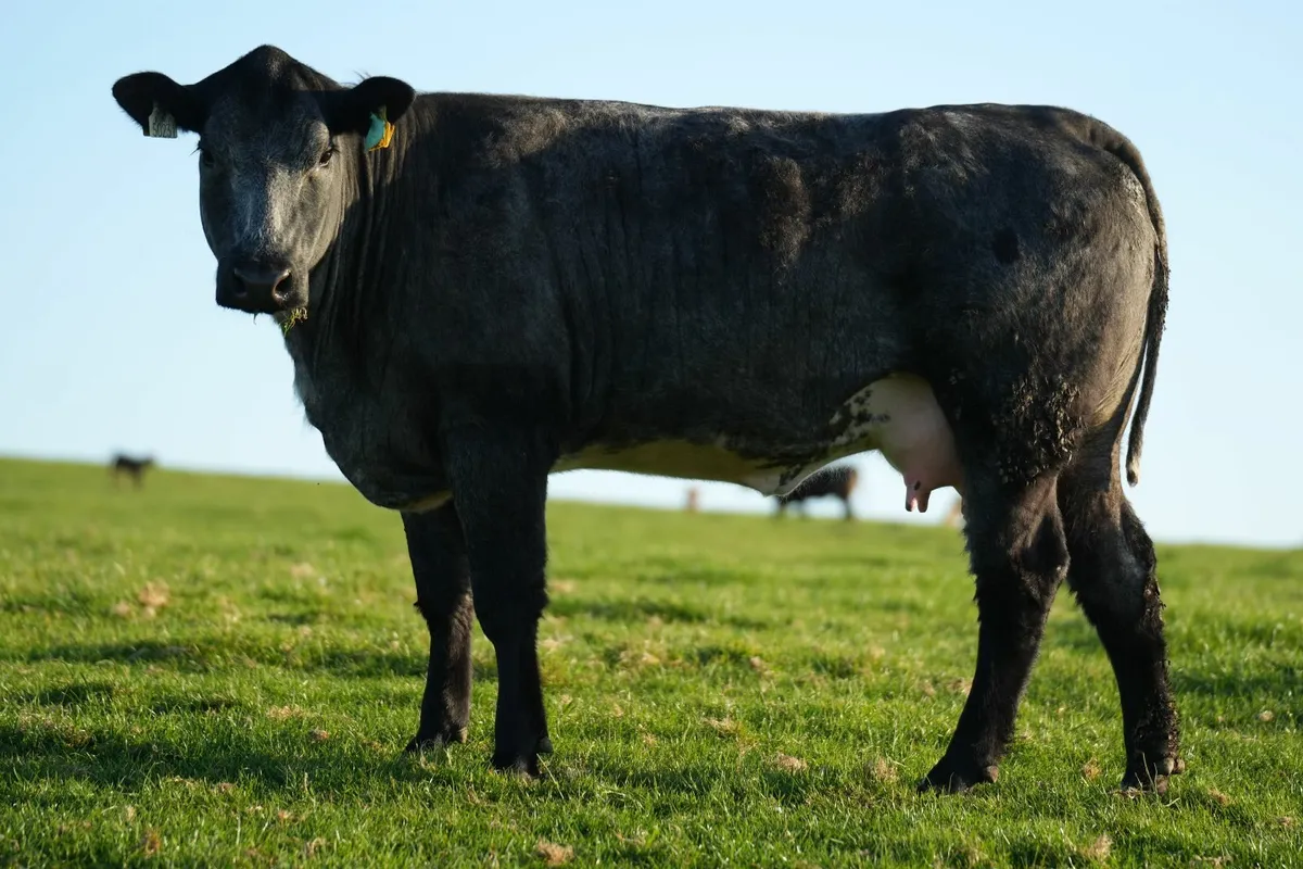 ✨ Serious Blue Heifer & Heifer Calf ✨ - Image 2