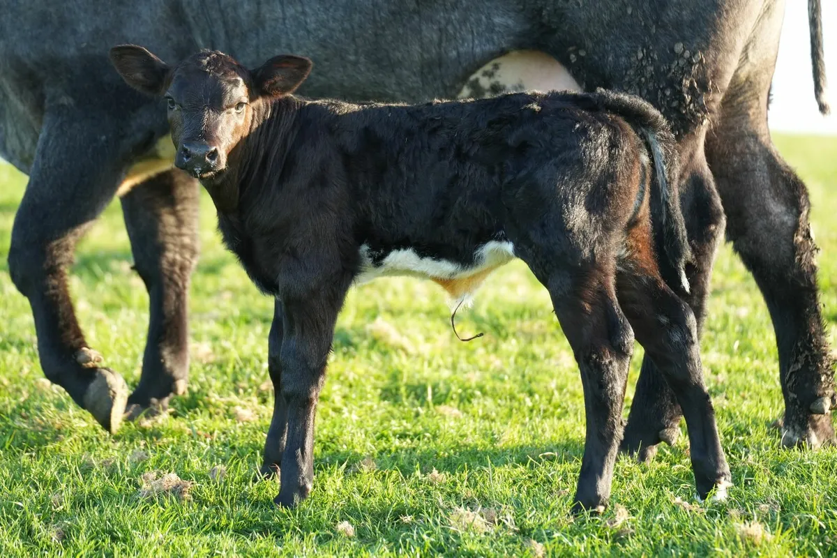 ✨ Serious Blue Heifer & Heifer Calf ✨ - Image 3