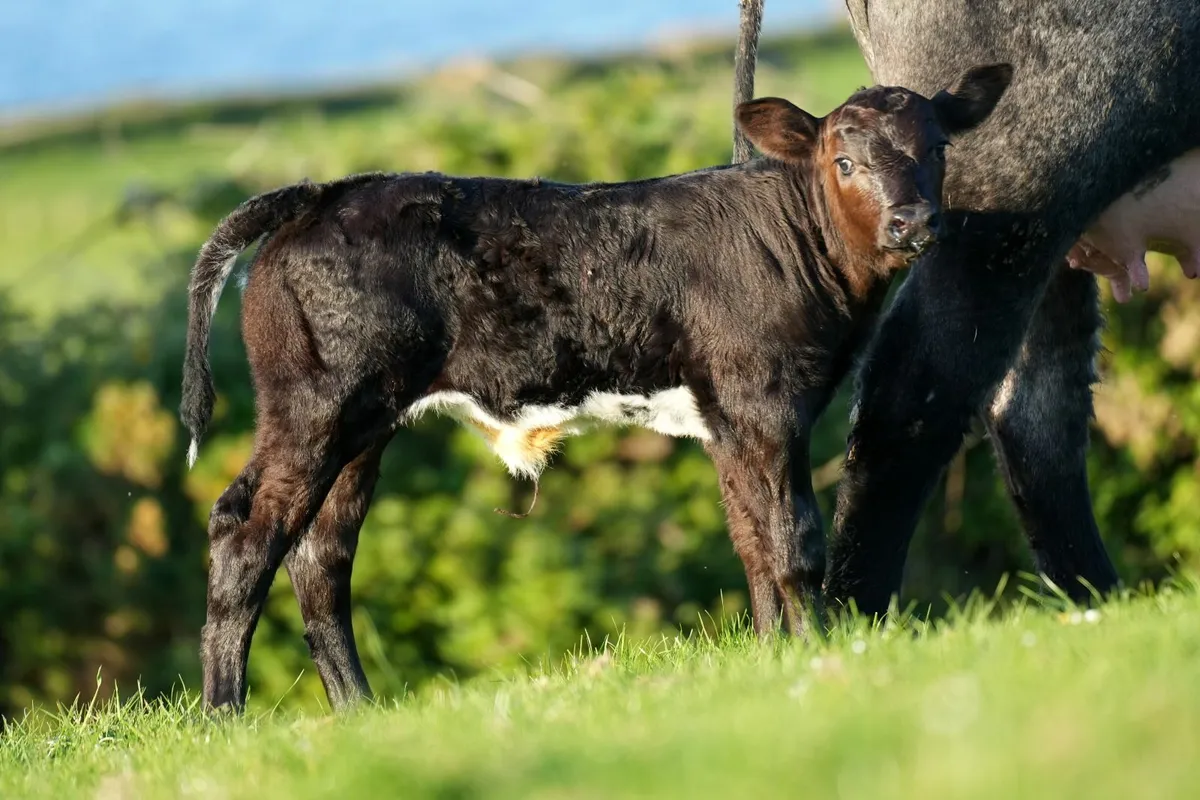 ✨ Serious Blue Heifer & Heifer Calf ✨ - Image 1