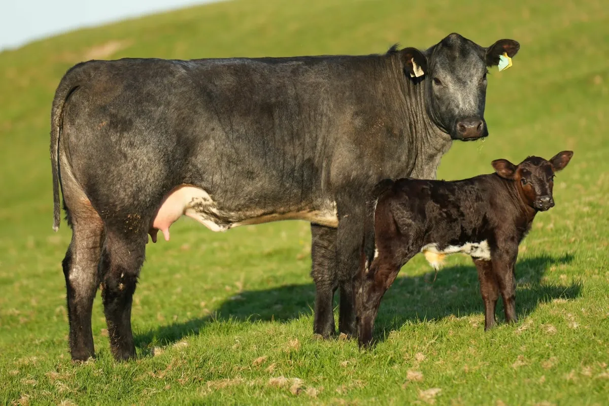 ✨ Serious Blue Heifer & Heifer Calf ✨ - Image 4