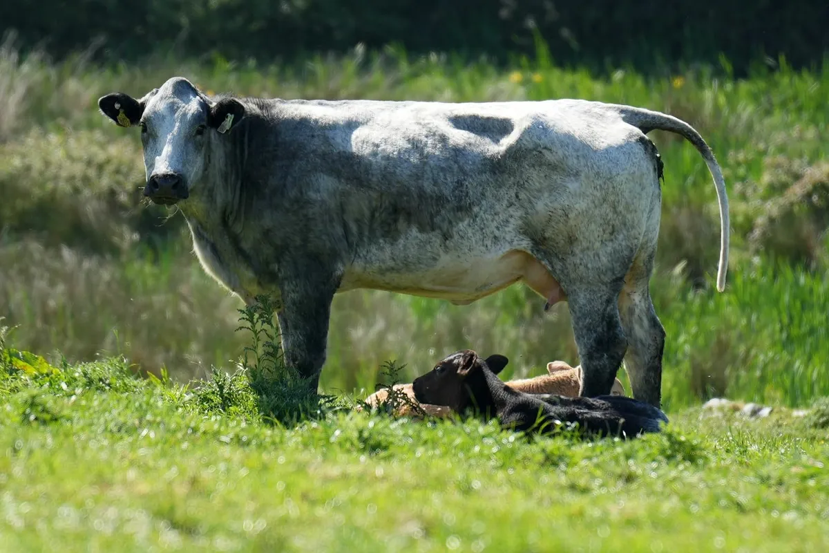 ✨ 2 Serious Blue Heifers & Heifer Calves ✨ - Image 2