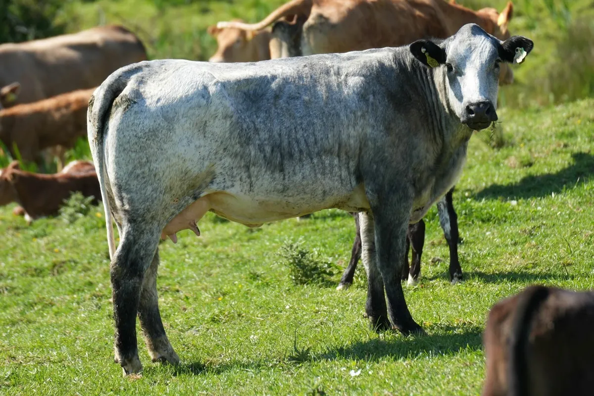 ✨ 2 Serious Blue Heifers & Heifer Calves ✨ - Image 3