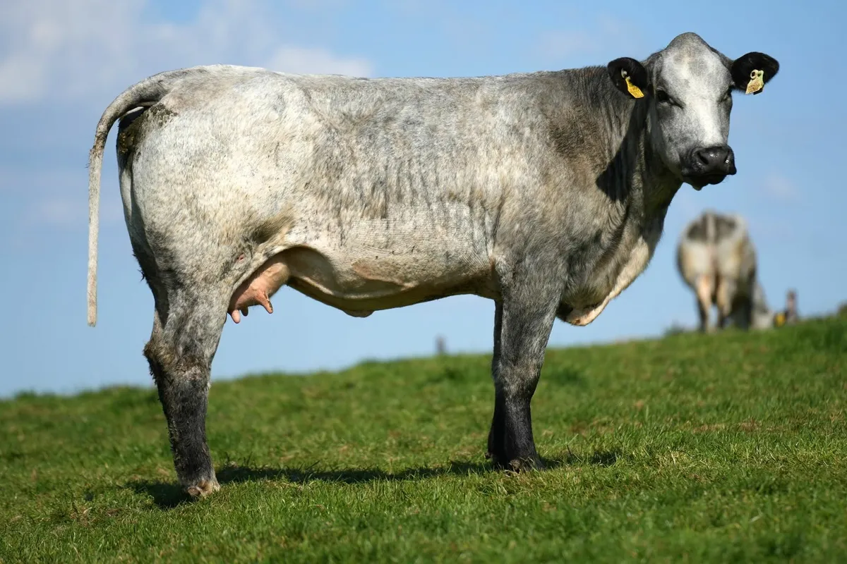 ✨ 2 Serious Blue Heifers & Heifer Calves ✨ - Image 4