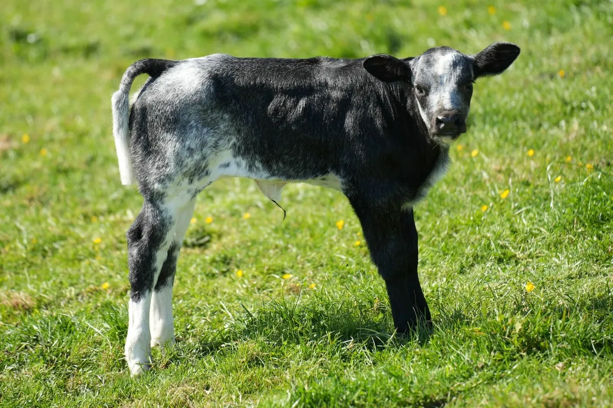 ✨ 2 Serious Blue Heifers & Heifer Calves ✨ - Image 1