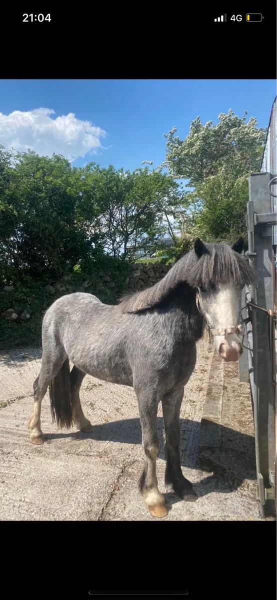 3yo pony - Image 1