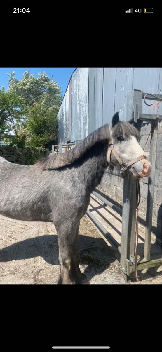 3yo pony - Image 2