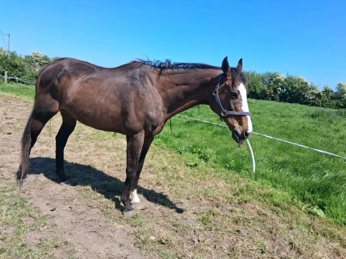15.2hh Quiet Mare. - Image 2