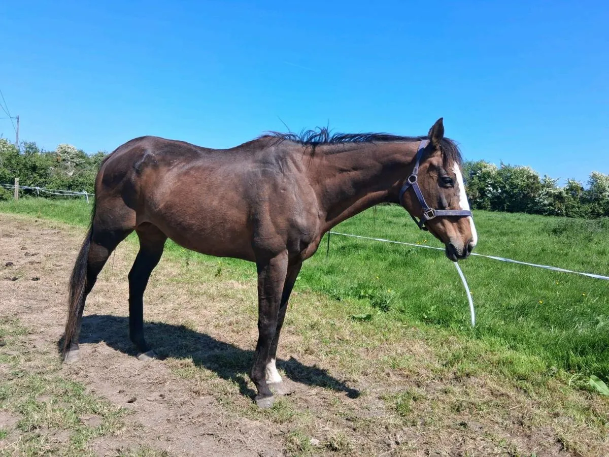 15.2hh Quiet Mare. - Image 1