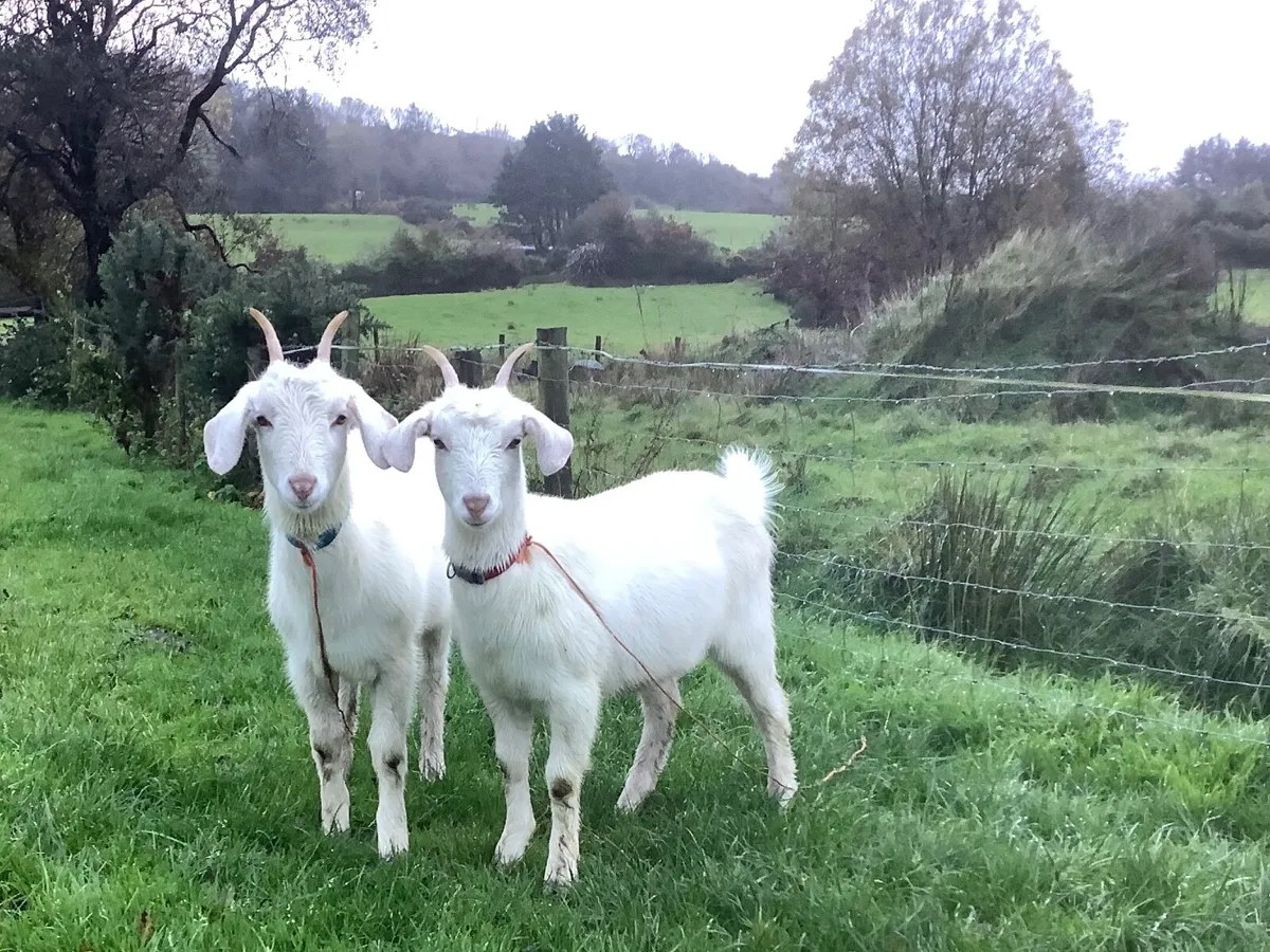 2x female pet Goats - Image 1