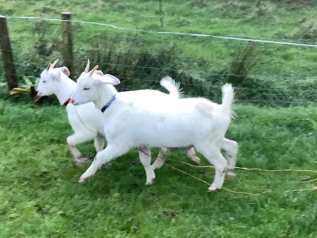 2x female pet Goats - Image 2