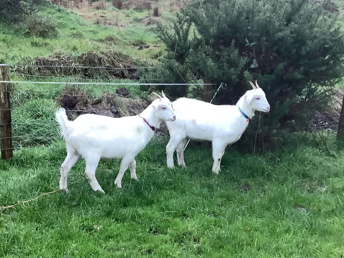 2x female pet Goats - Image 3