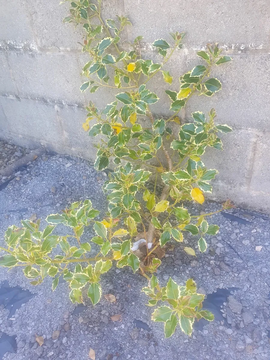 Free - Image 1