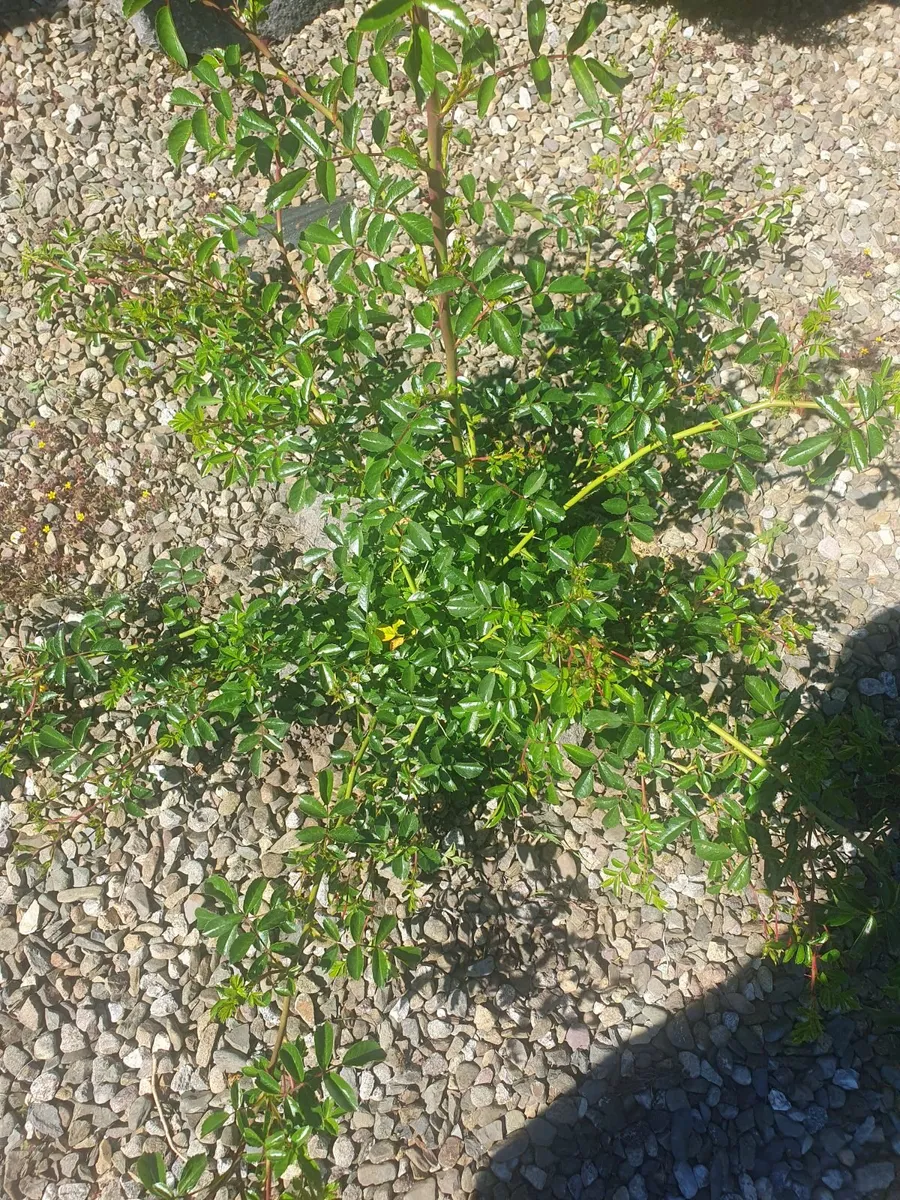 Free - Image 3