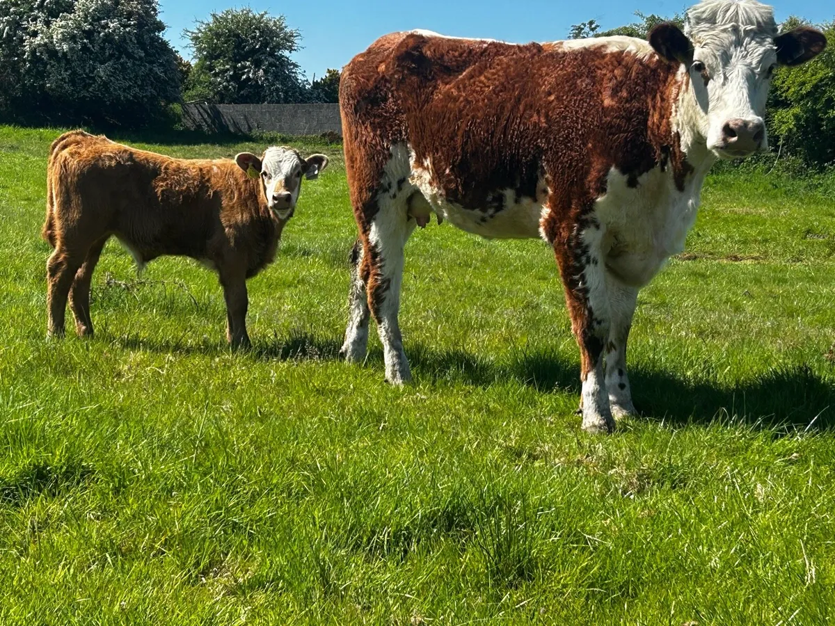 Two Cows & Calfs - Image 1