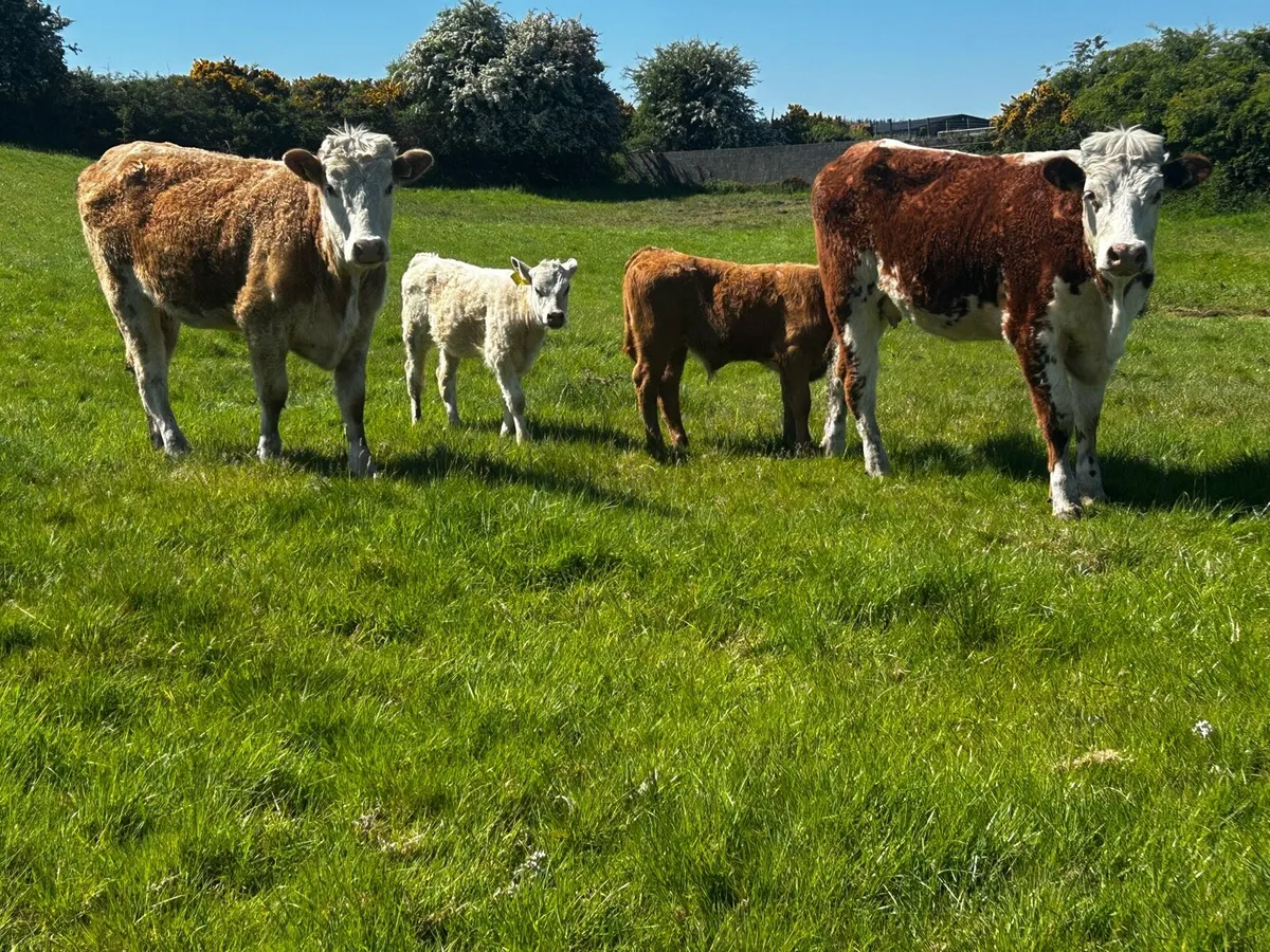 Two Cows & Calfs - Image 2