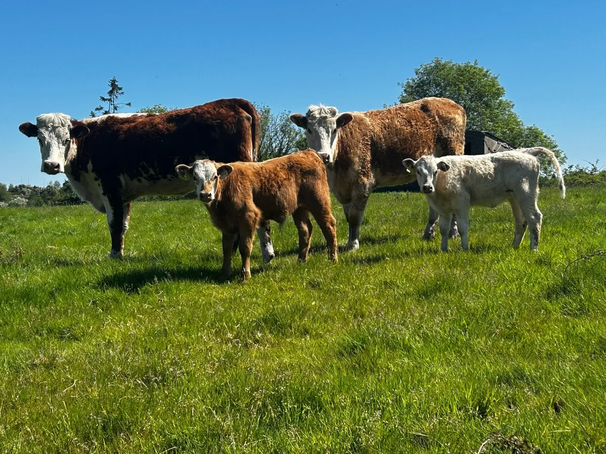 Two Cows & Calfs - Image 3