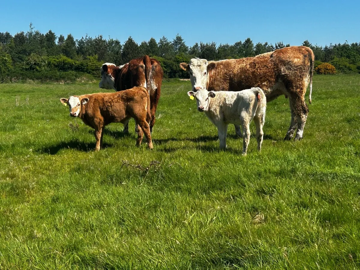 Two Cows & Calfs - Image 4