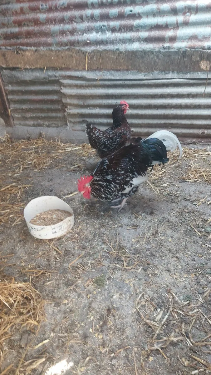 Speckled Sussex and Wellsomer pullets - Image 1