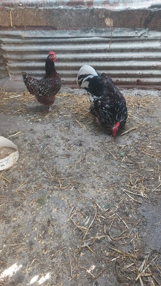 Speckled Sussex and Wellsomer pullets - Image 2