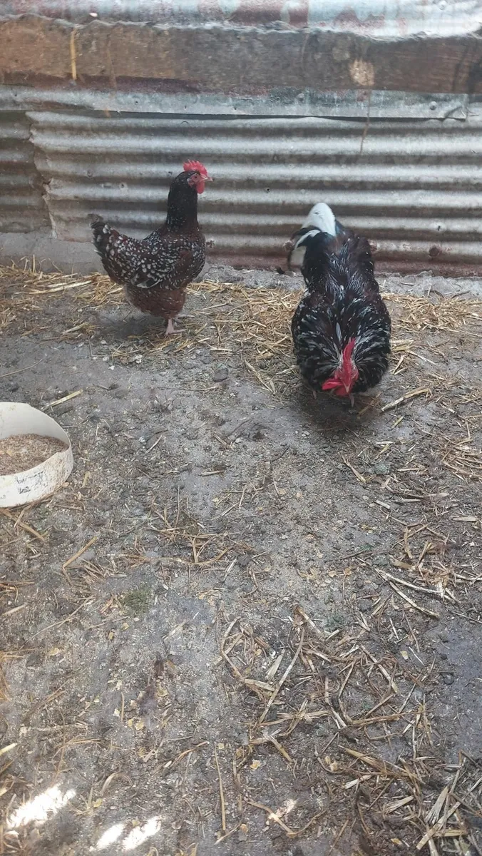Speckled Sussex and Wellsomer pullets - Image 3