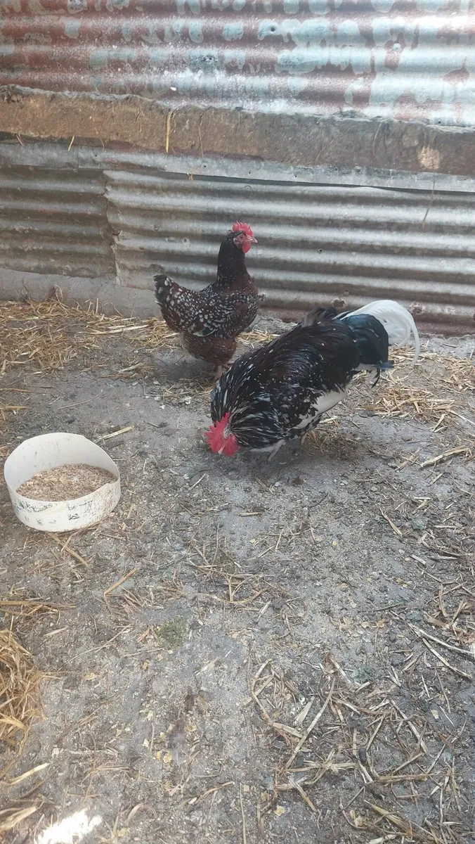Speckled Sussex and Wellsomer pullets - Image 4