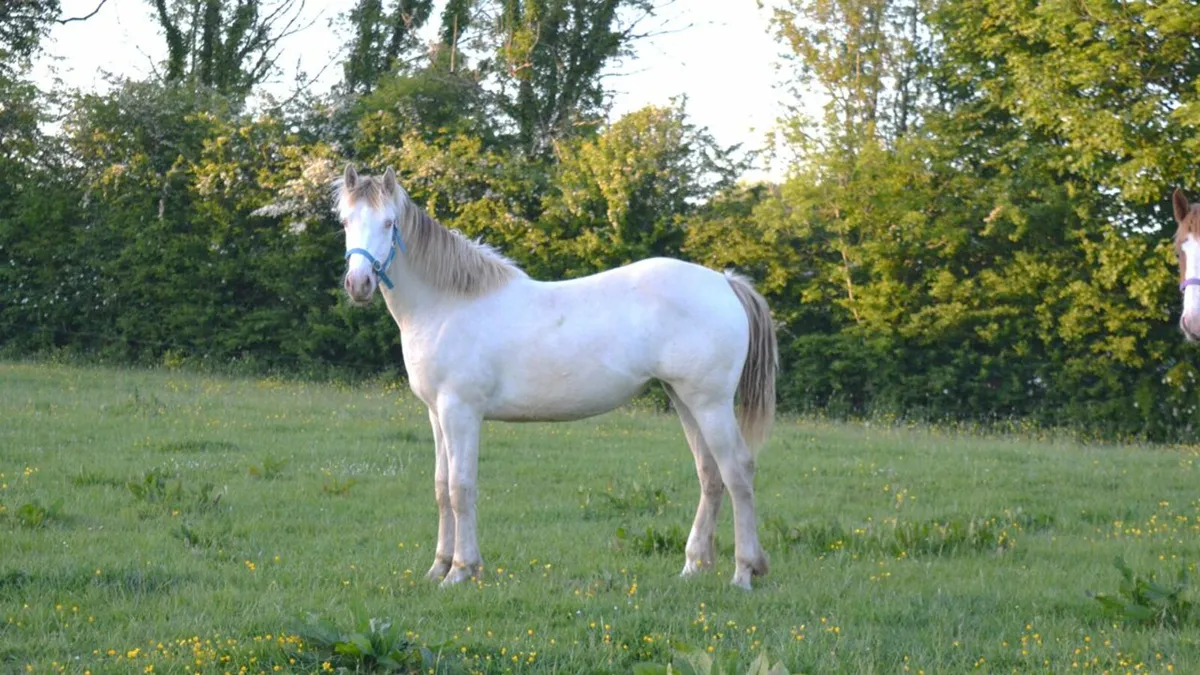Cream Irish Draught X Yearling Filly - Image 3