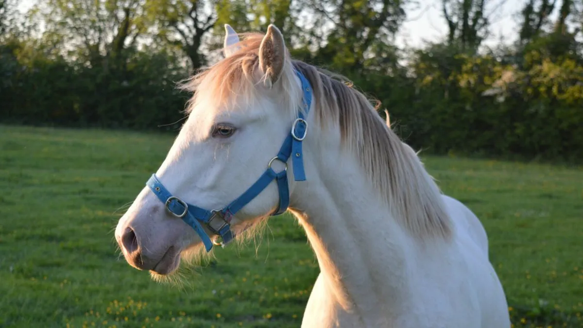 Cream Irish Draught X Yearling Filly - Image 4